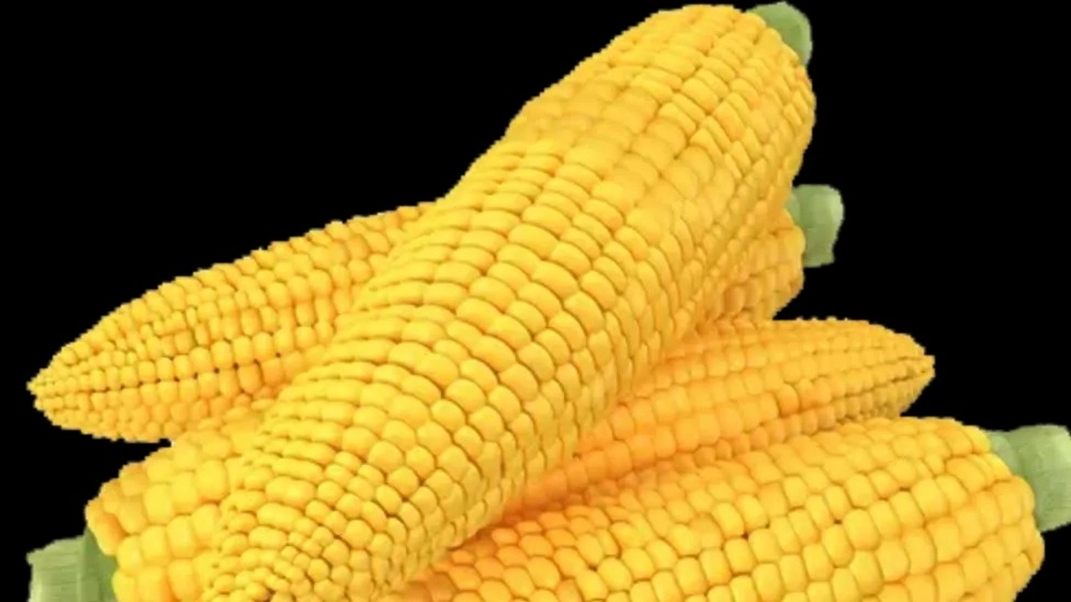 خوراک دام