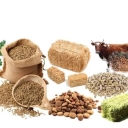 خوراک دام محمدشجاعی، فروش خوراک دام ذرت و علوفه در گرگان سرخن کلاته