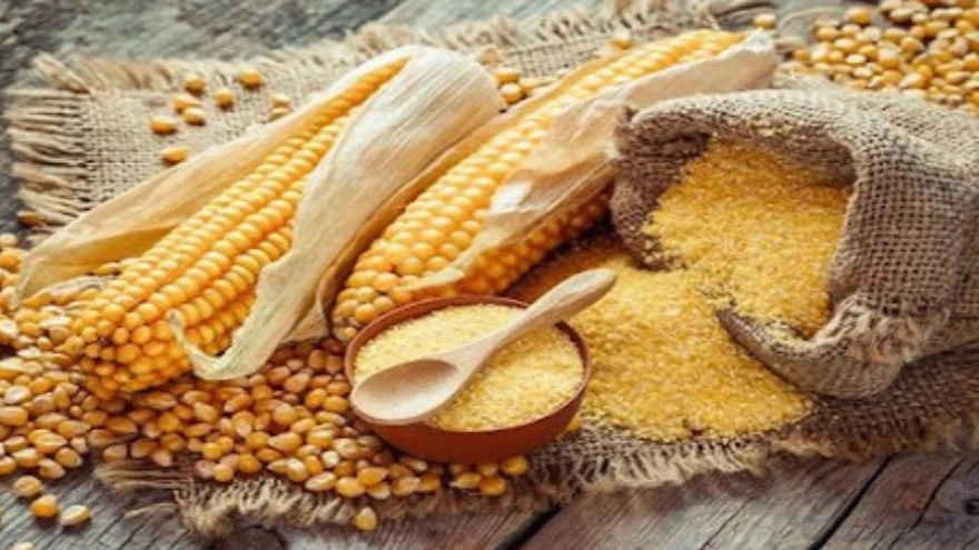 خوراک دام محمدشجاعی، فروش خوراک دام ذرت و علوفه در گرگان سرخن کلاته