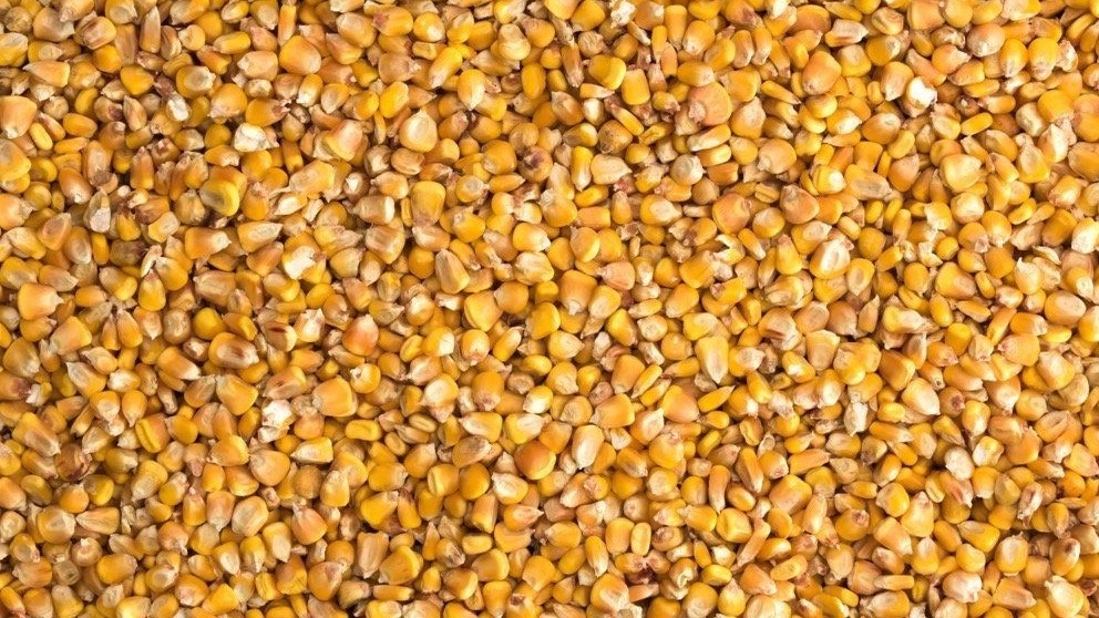 مقایسه ذرت و جو در خوراک دام