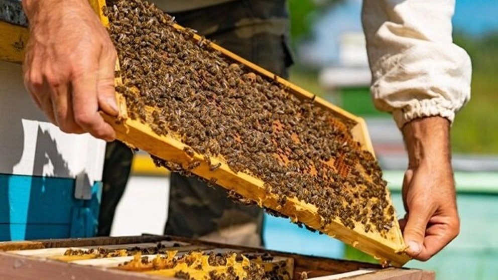 فروش عسل طبیعی در خوزستان