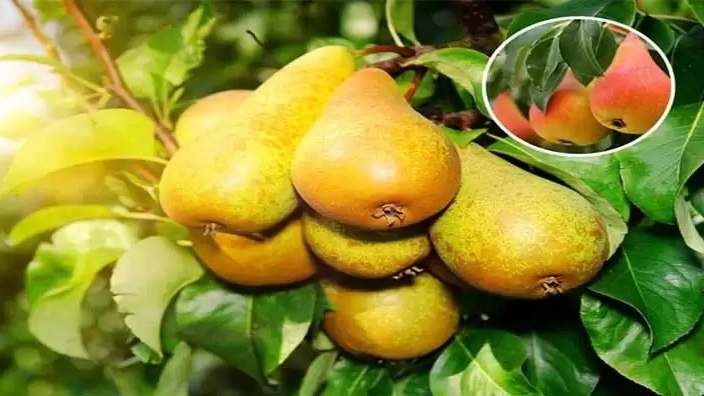نهالستان تخصصی اهورا در میاندوآب آذربایجان غربی
