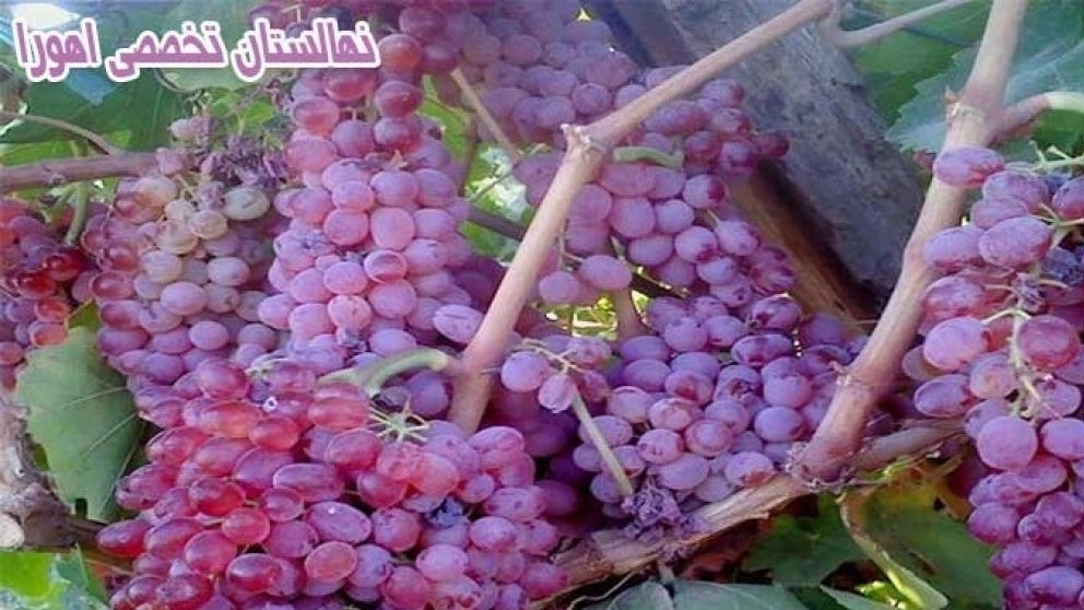 نهالستان تخصصی اهورا در میاندوآب آذربایجان غربی