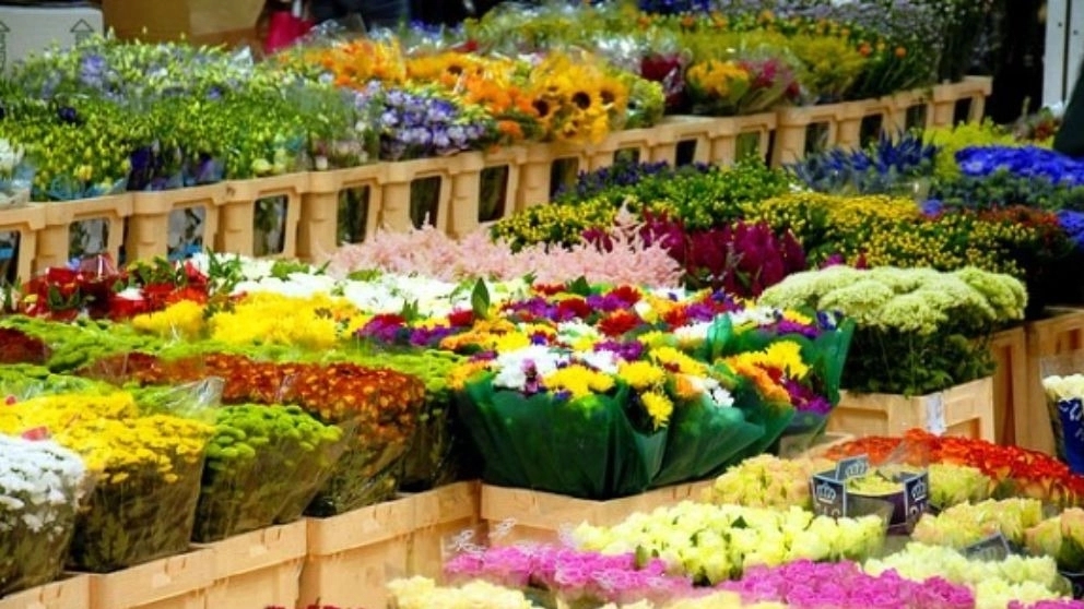 نکات مهم برای رشد بهتر گیاهان در گلخانه