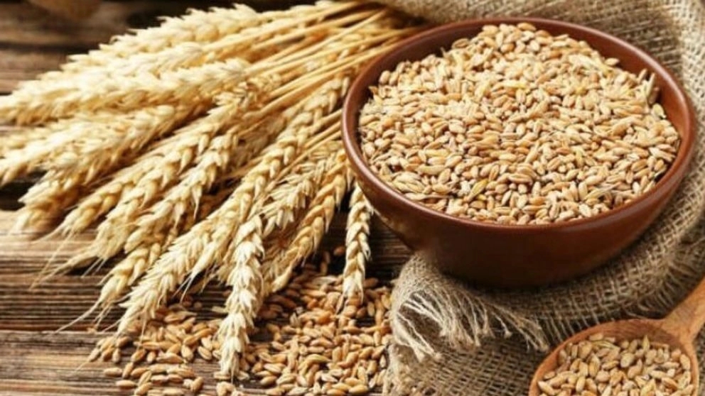 محصولات کشاورزی خدابخشی ،تولید و فروش عدس گندم و جو درخوزستان