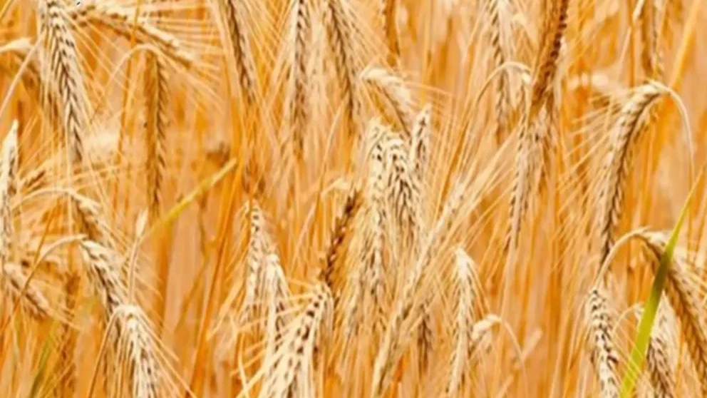 فروش محصول کشاورزی گندم در خوزستان