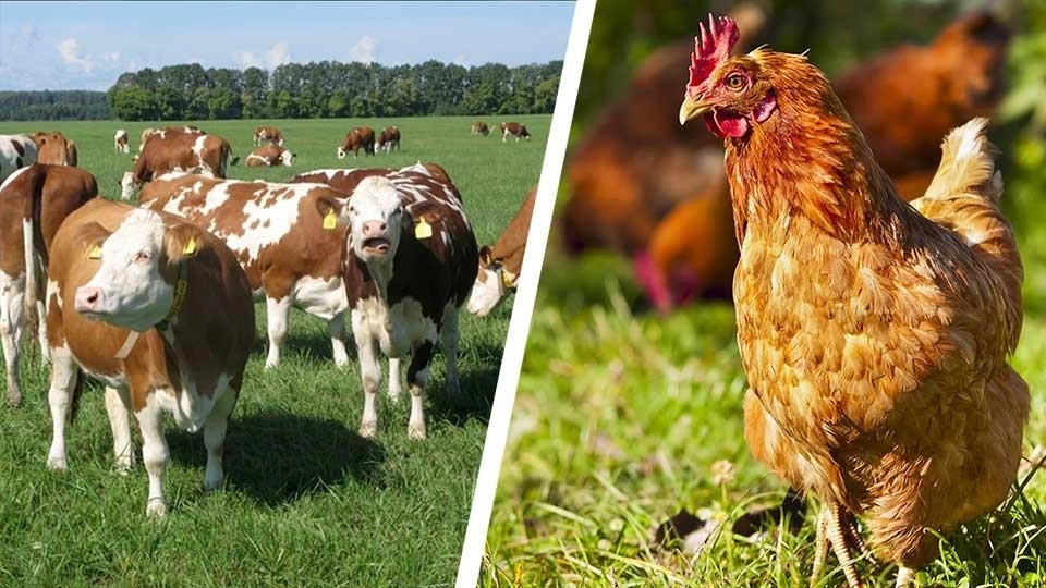 طیوران صنعت جلالی ، شرکت خوراک دام و طیور در اصفهان