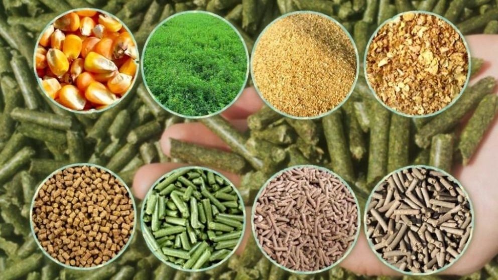 انواع خوراک دام