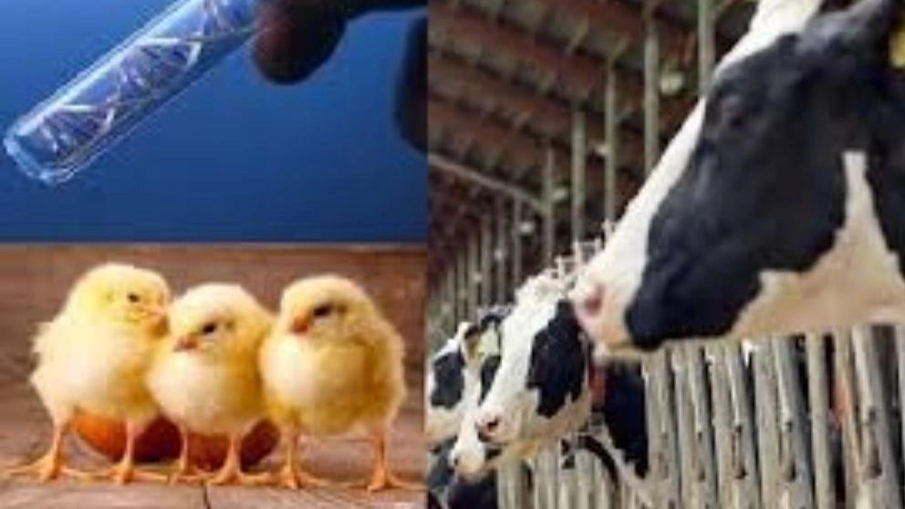 داروخانه دامپزشکی پرشین، فروش دارو و تجهیزات دامپزشکی در کرج