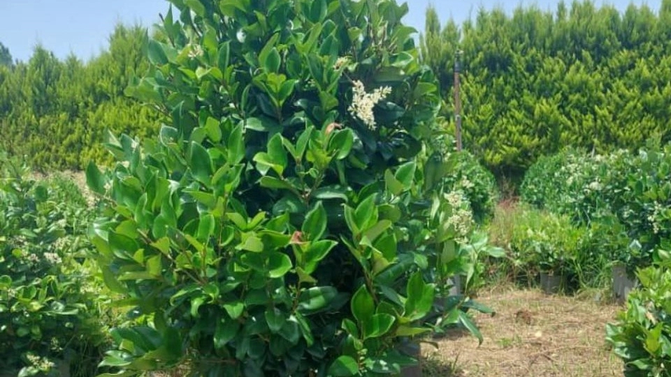 یاس هلندی