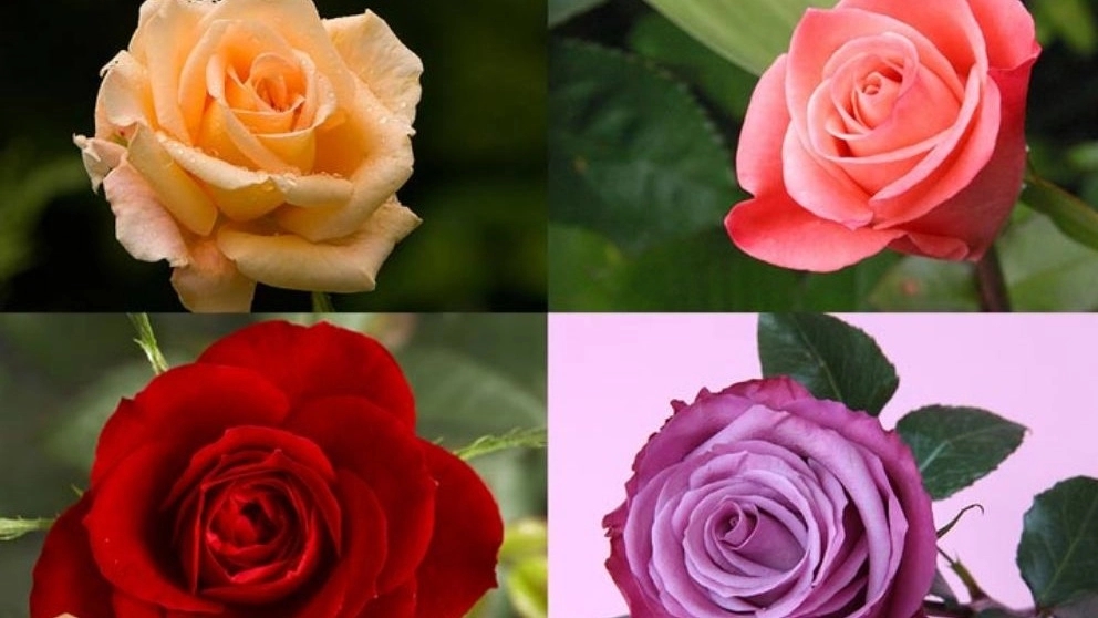 انواع رز های خودرو