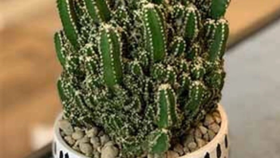 آشنایی با انواع کاکتوس و ویژگی های آن ها