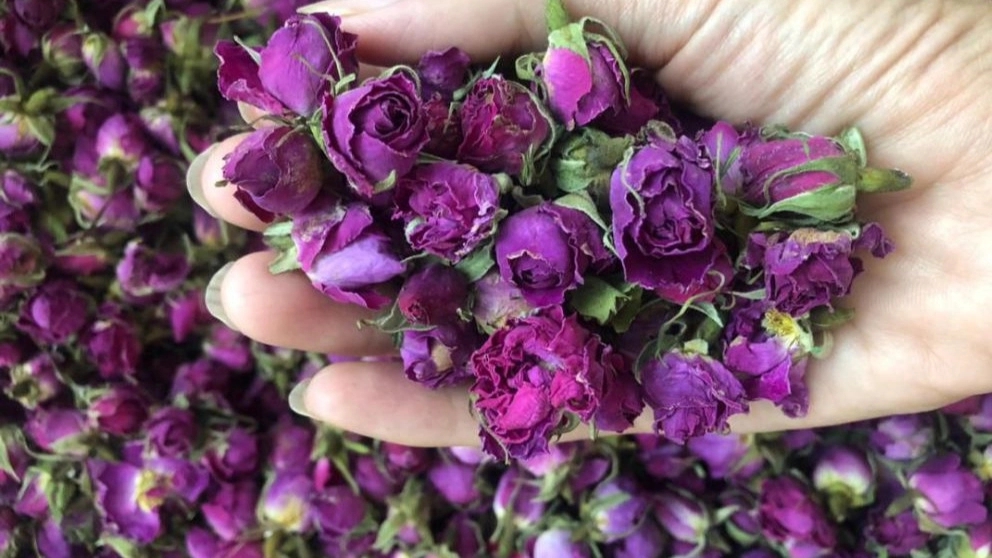 راشا رز، فروش عمده و صادرات غنچه گل محمدی و گیاهان دارویی در کرمان