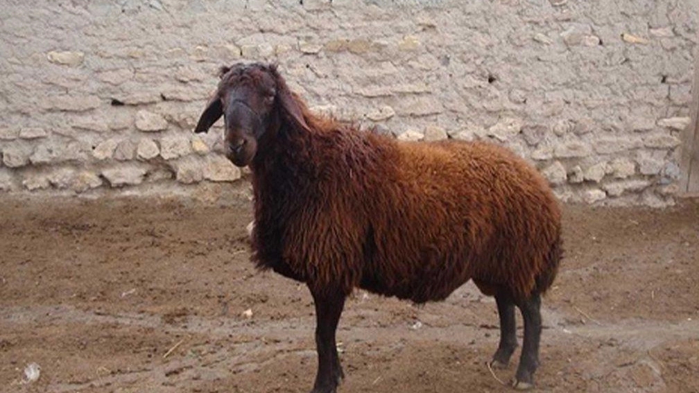 بررسی ویژگی‌ های نژاد گوسفند شال