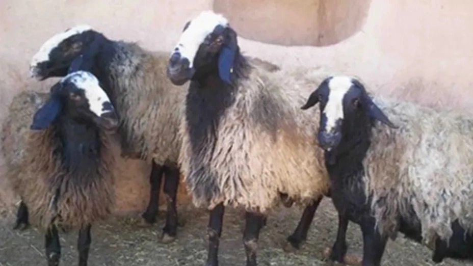 بررسی ویژگی‌ های نژاد گوسفند شال