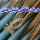 درمان قطعی شپش عینی در تهران