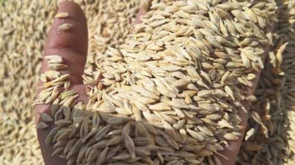 خوراک دام و معرفی اجزای مختلف آن