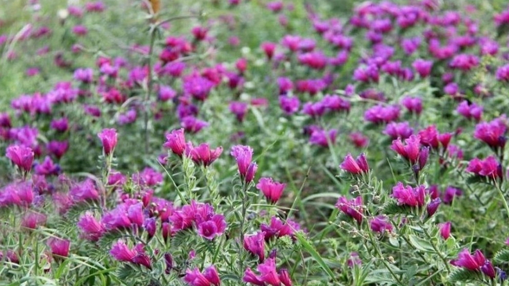 گیاهان دارویی چهارمحال و بختیاری