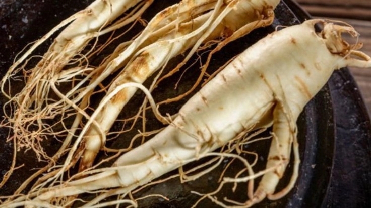 انواع گیاهان دارویی