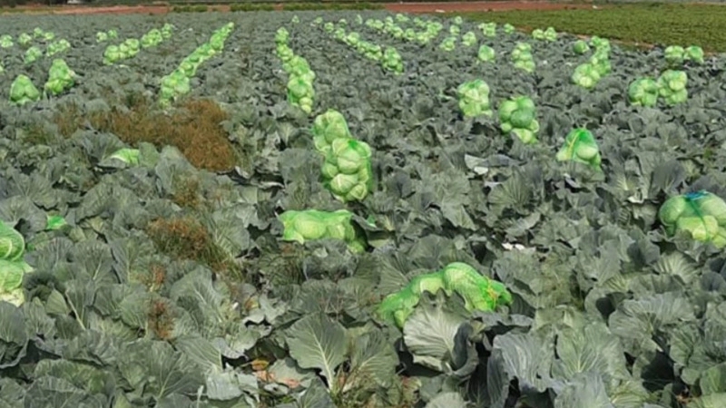 کیسه توری راشل
