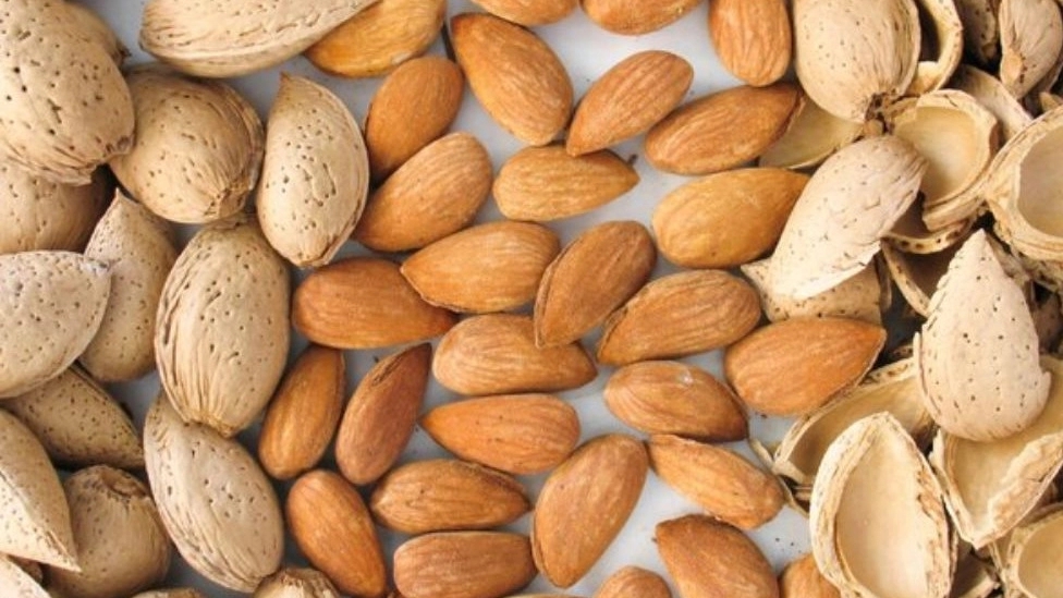 خشکبار سعید، فروش عمده و صادرات بادام درختی مامایی در اصفهان