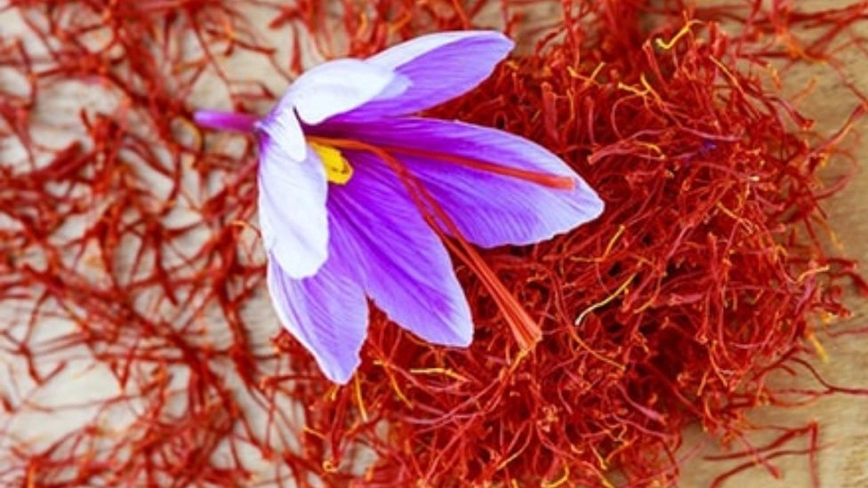 بررسی خواص زعفران