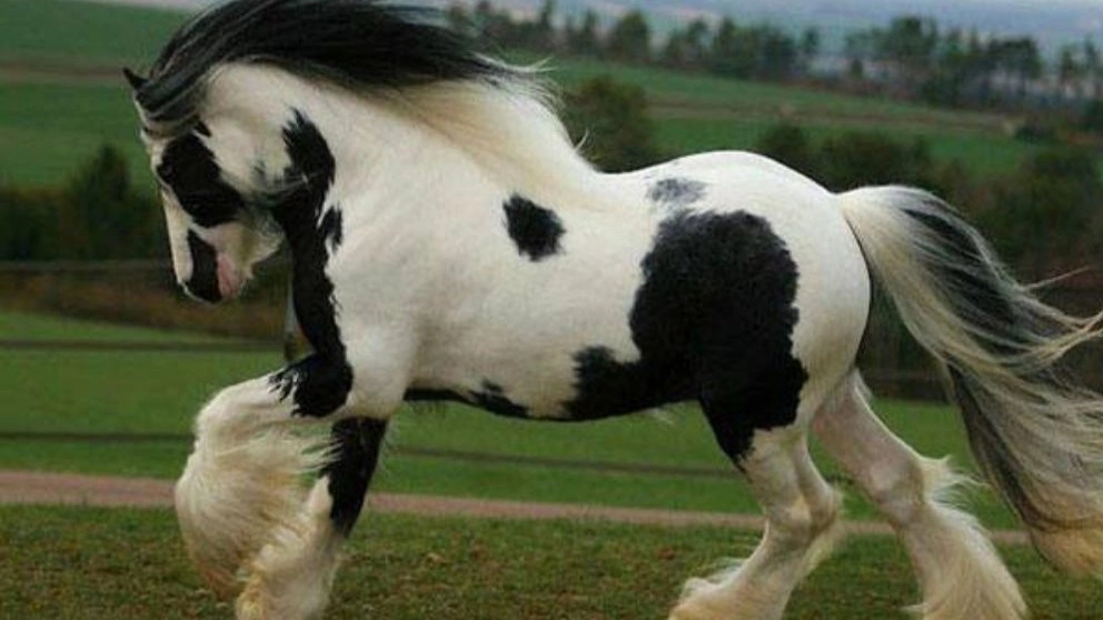 آشنایی با انواع نژادهای اسب