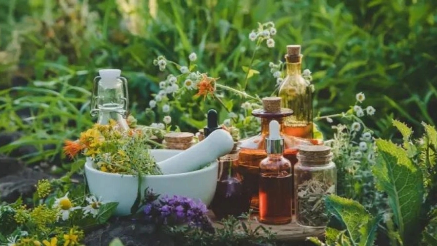 اصلی ترین گیاهان دارویی برای سلامت