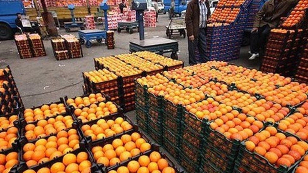 بهترین میوه صادراتی کدام است؟