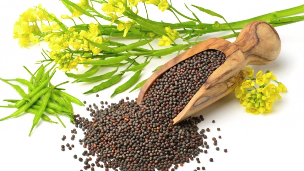 دانه های روغنی