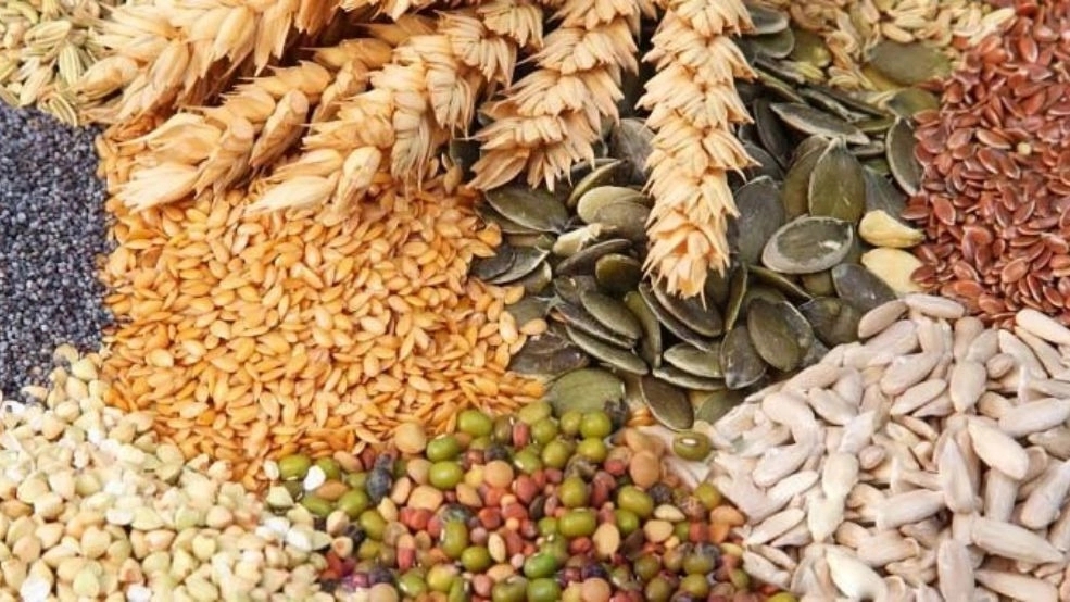 دانه های روغنی