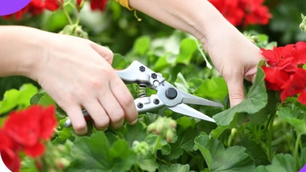 اهمیت ابزار باغبانی در نگهداری و توسعه باغ
