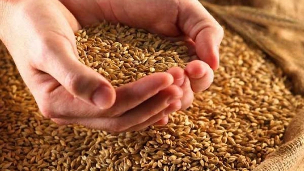 فروش عمده دان بلدرچین با کیفیت