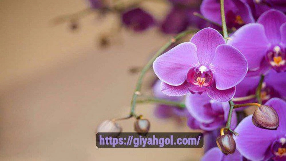 گل ارکیده طبیعی قیمت عمده