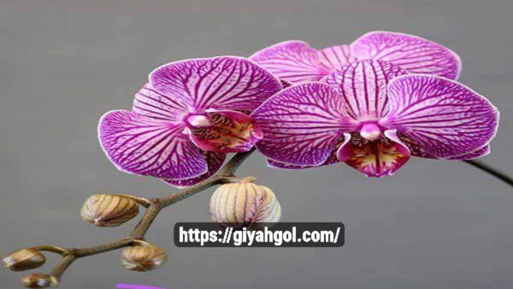گل ارکیده طبیعی قیمت عمده