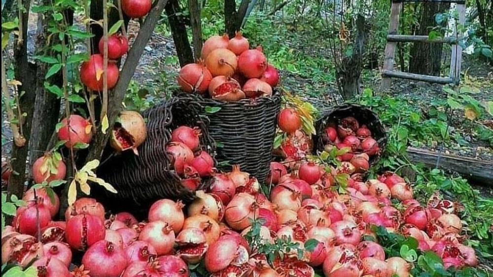 #هورامان  فصل #یاقوت های سرخ  روستای هدف گردشگری #بلبر