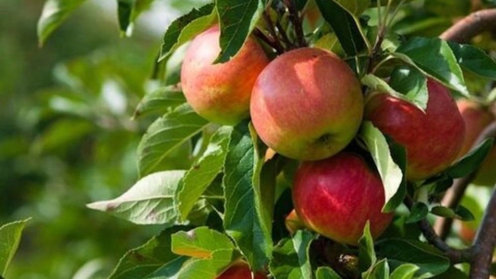 صادرات میوه گلخانه محمودی