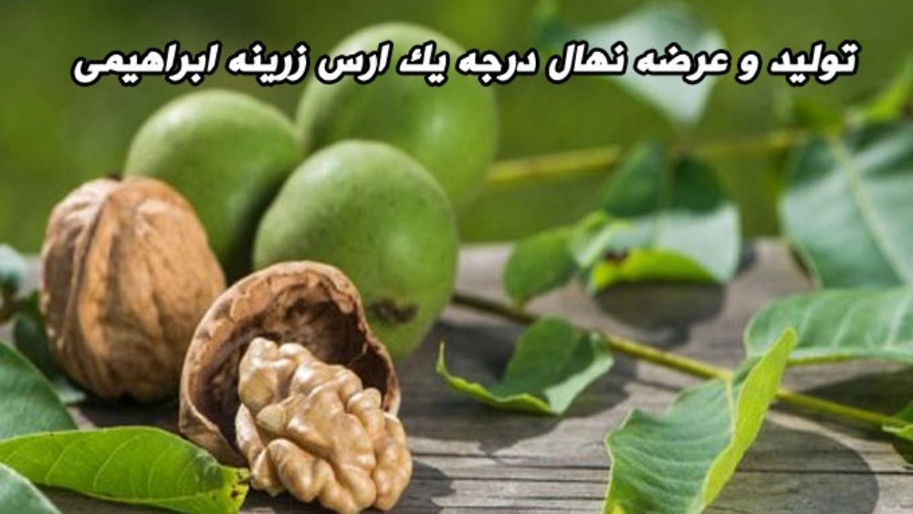 نهالستان ارس زرینه، فروش نهال گردو زردآلو هلو سیب در میاندوآب