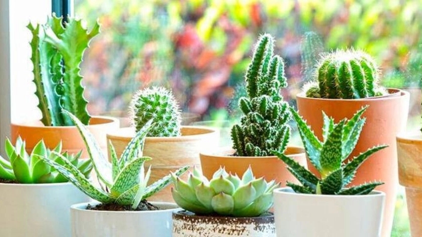 انواع کاکتوس خانگی برای داخل منزل