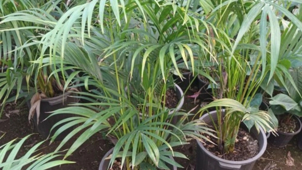 فروش گل اریکا در رشت
