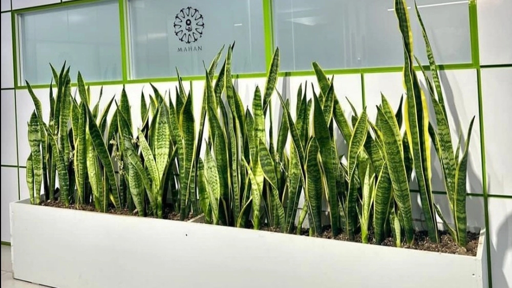 BNDPlant، فروش گیاهان آپارتمانی گلدان در بندرعباس