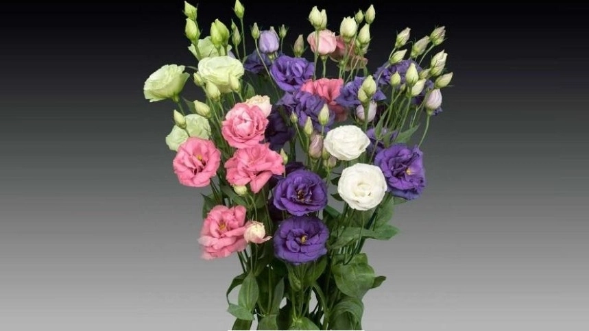 گل های مناسب دسته گل