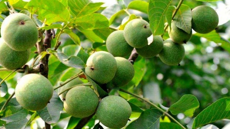 فروش و پرورش نهال گردو میاندوآب