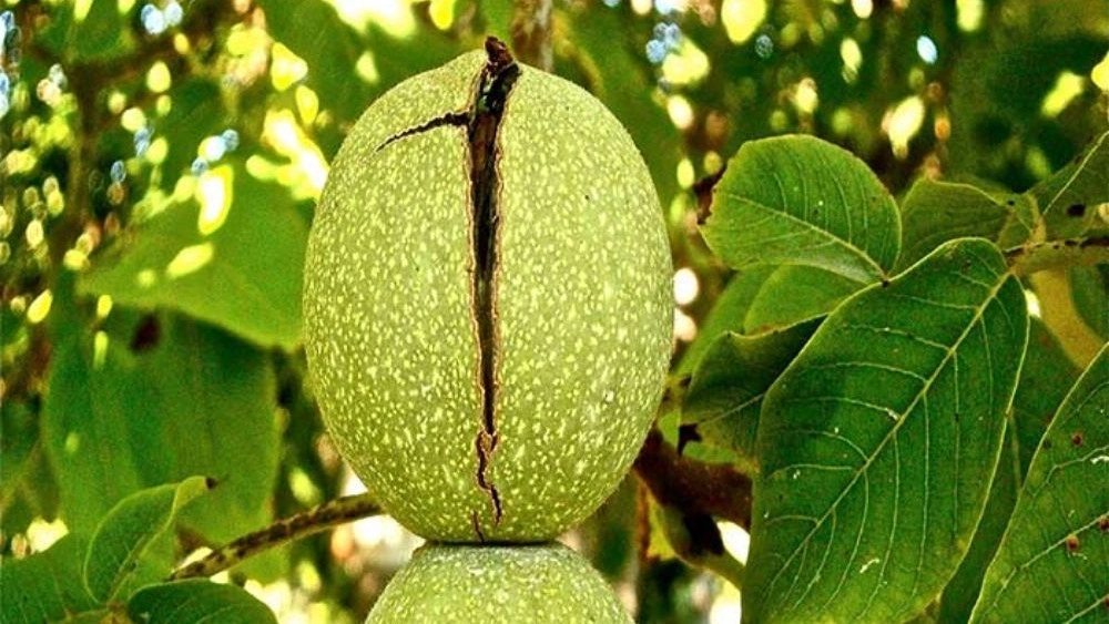 فروش و پرورش نهال گردو میاندوآب