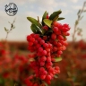 نگین سرخ، فروش زعفران و زرشک در قائنات خراسان جنوبی