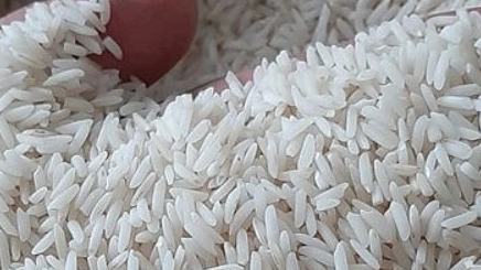 فروش برنج طارم هاشمی اعلا در مازندران