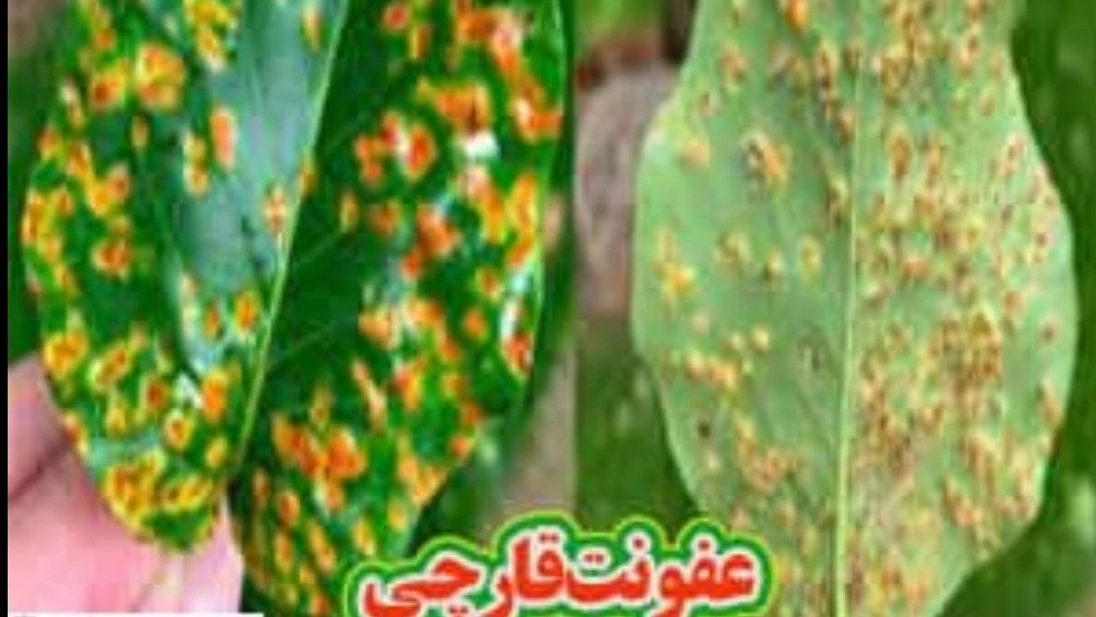 قارچ کش شرکت پرنیان رویش آریا