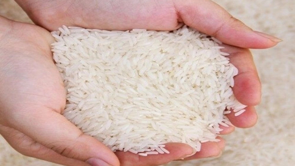 برنج هاشمی گیلان
