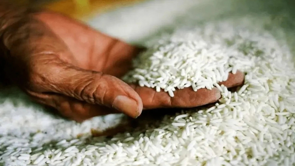 خرید برنج از آستانه اشرفیه