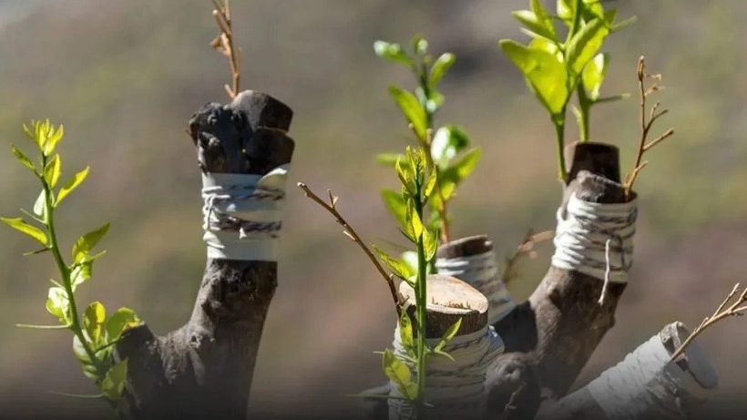 فروش نهال میوه خوی آذربایجان غربی